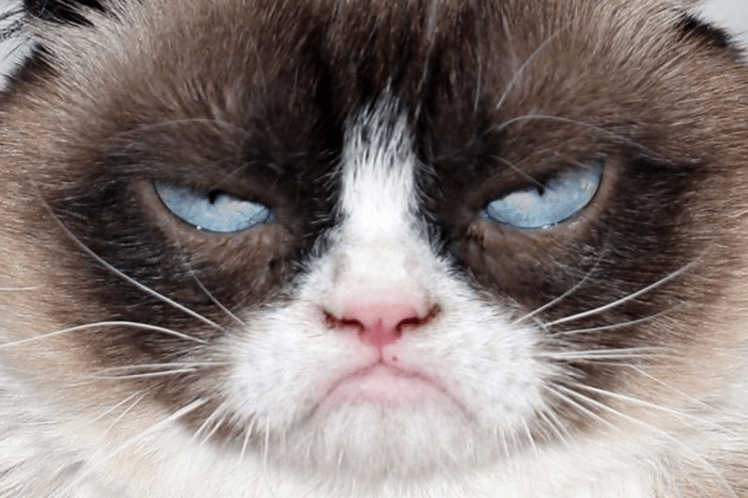 Grumpy Cat