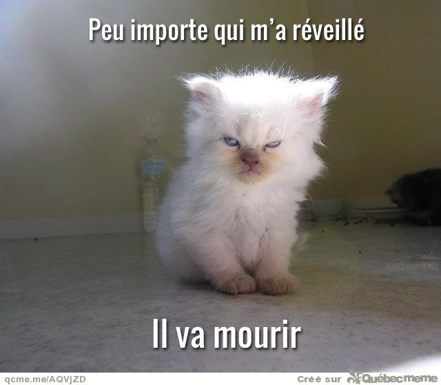 Chat qui se réveille