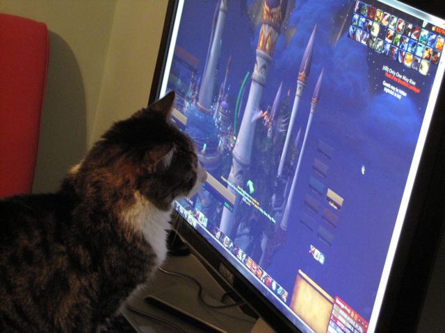 Chat et World of Warcraft