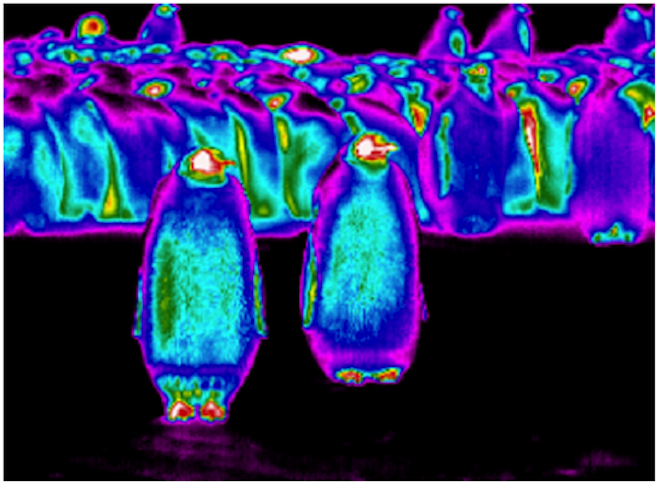 Pingouin infrarouge