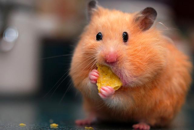 Hamster obèse