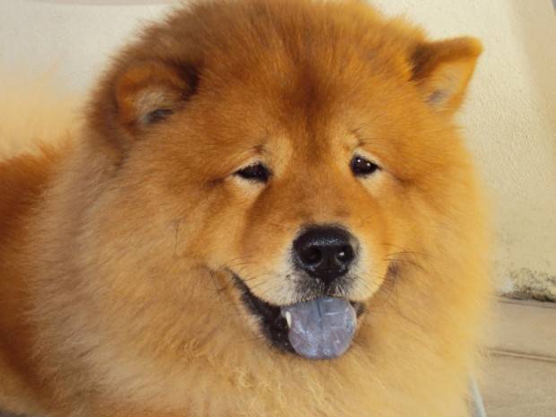 chow-chow