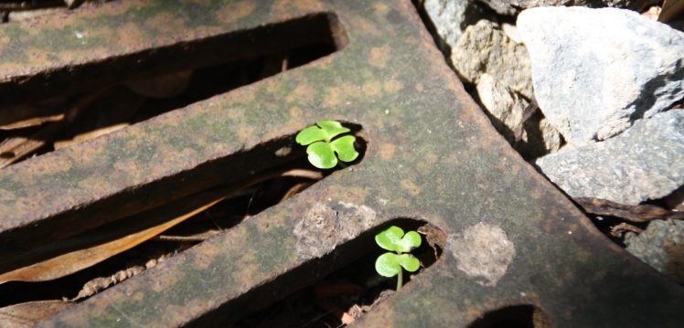 L'Irlandais spoliés