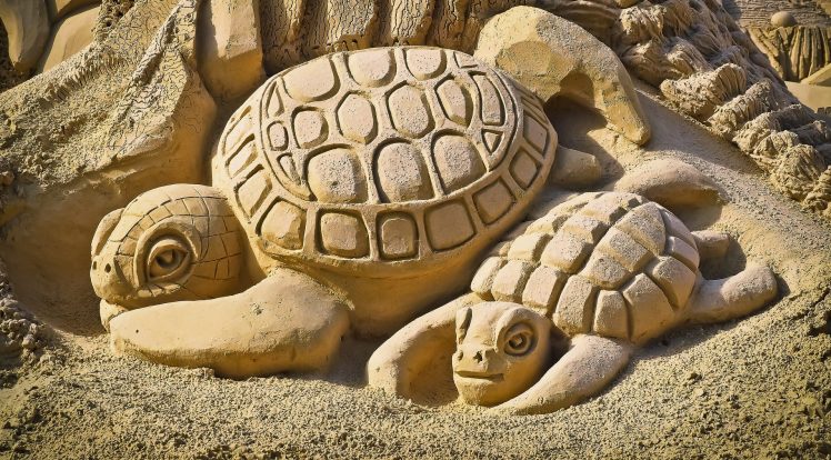 Des bébés tortues?