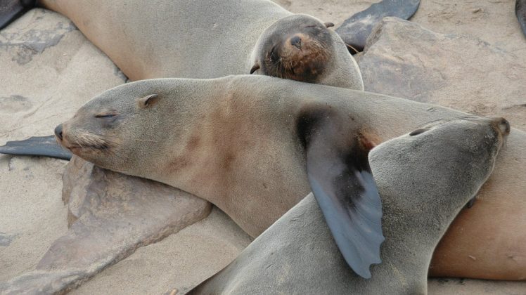 Phoques qui s'aiment